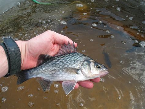  White Perch! A Deep Dive into This Fish Known for Its Striking Stripes and Stealthy Hunting Tactics