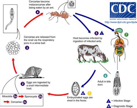  Dicrocoelium dendriticum:  A Tiny Worm That Travels From Snail to Ant To Cow! 