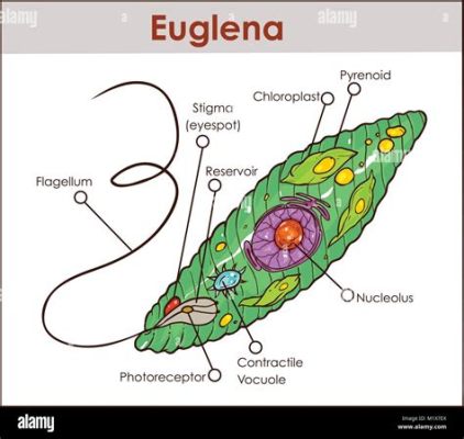  Euglena:  A Microscopic Masterpiece Blending Plant-Like Photosynthesis with Animal-Like Movement!